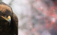 eagle_merged1